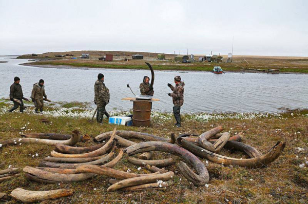 Découverte des défenses de mammouth en Sibérie